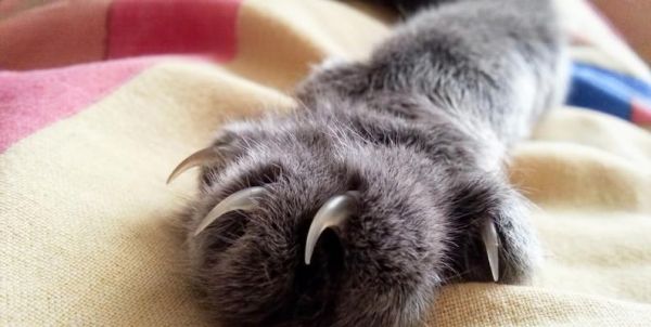 猫咪爪子比较大的原因及其对宠物生活的影响（探究猫咪爪子大小的背后原因和如何更好地照顾宠物）