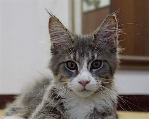 宠物公猫咪的发情期（了解公猫咪发情期的知识和注意事项）