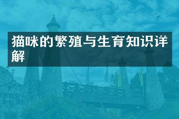猫咪的繁殖与生育知识详解