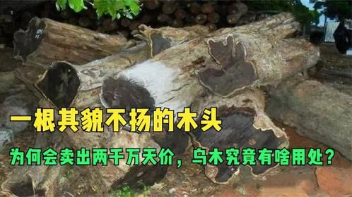 一根其貌不扬的木头，为何会卖出两千万天价，乌木究竟有啥用处？