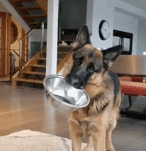 德牧幼犬吃什么牌子狗粮