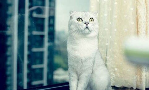 折耳猫的形成原因折耳猫的遗传病怎么治