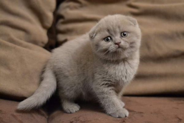 折耳猫是什么？