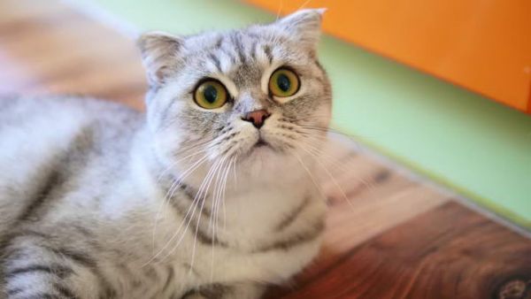 折耳猫软骨发育异生症状