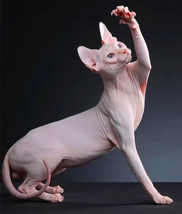 无毛猫