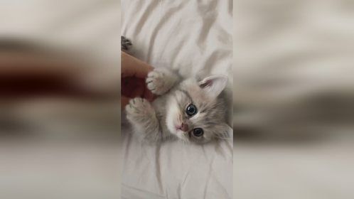 猫咪日常趣事