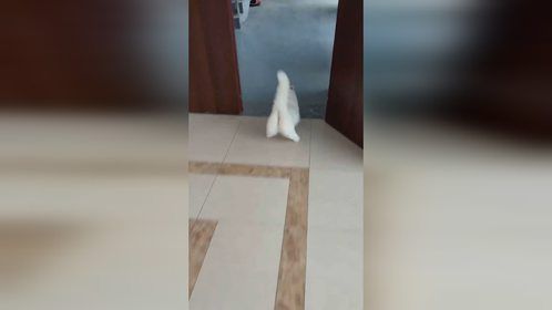 萌猫的温馨时光