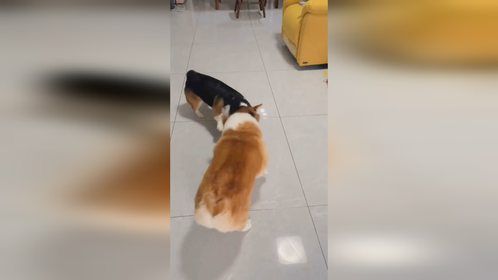 狗狗萌态大赏