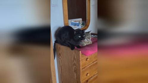 萌猫萌趣多，喵星人的可爱瞬间