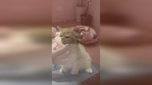 猫咪的甜蜜互动来临