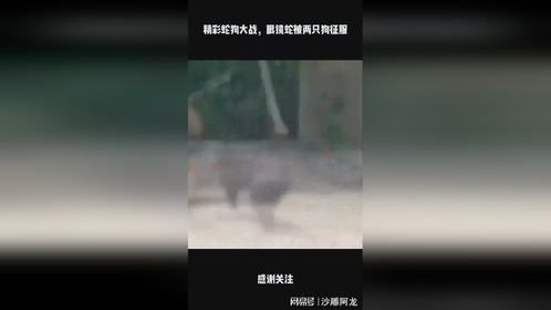 精彩蛇狗大战，眼镜蛇被两只狗征服