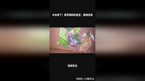 太心疼了！离开妈妈的鼠宝，孤独无依