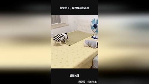 偷偷拍下，狗狗成精的画面