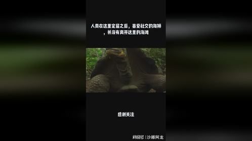 人类在这里定居之后，喜爱社交的海狮，并没有离开这里的海滩