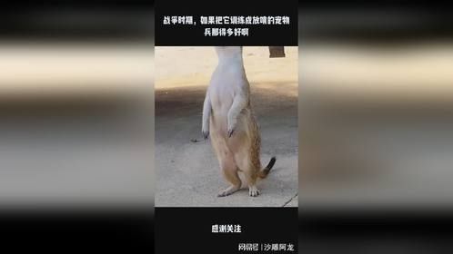 战争时期，如果把它训练成放哨的宠物兵那得多好啊