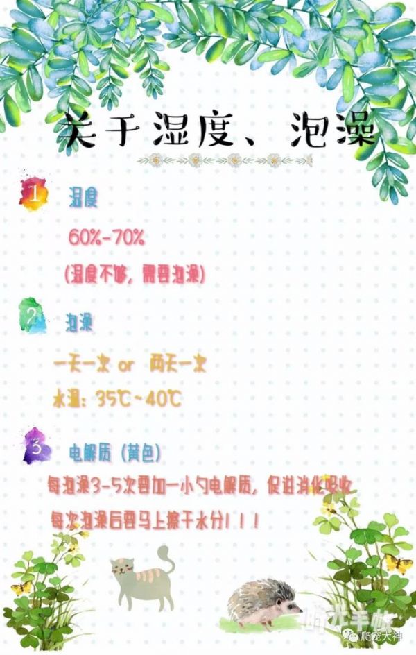 最全陆龟饲养大全