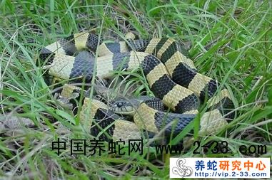成蛇的饲养管理