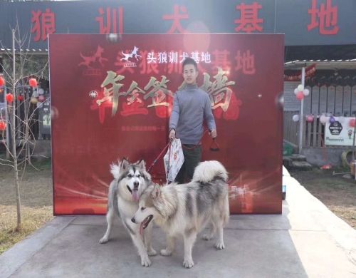 成华区狗狗行为纠正哪家好_专业-四川头狼宠物服务有限公司