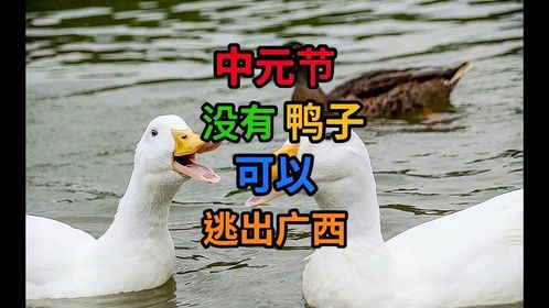 中元节没有一只鸭子能逃出广西