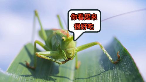 蝗虫变身美食？你敢尝吗