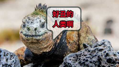 真实的哥斯拉什么样子？