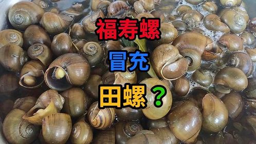 你吃的真的是田螺吗？