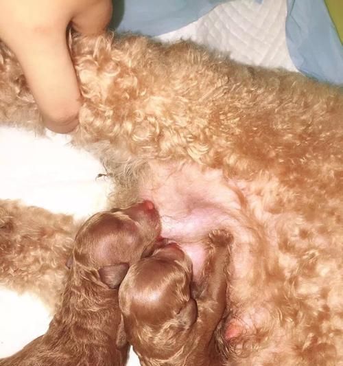 宠物犬接种弓形虫疫苗的必要性（预防弓形虫病）