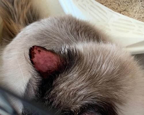 小猫掉皮屑，如何有效地解决（宠物护理中的重要问题与解决方案）