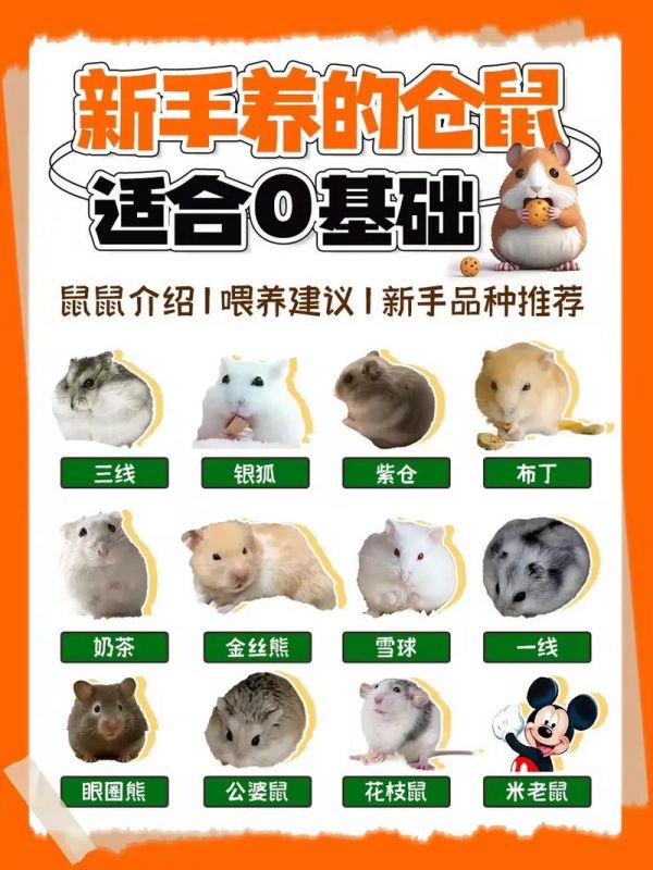怎么样仓鼠才能繁殖
