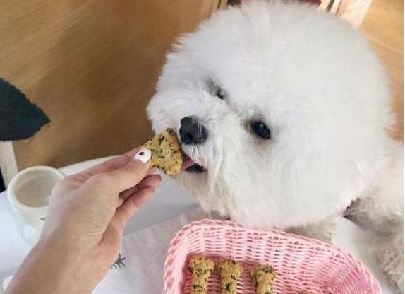 比熊狗粮选购指南！4款优质狗粮，你值得拥有