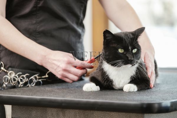 专业的猫美容师在宠物沙龙照片摄影图片