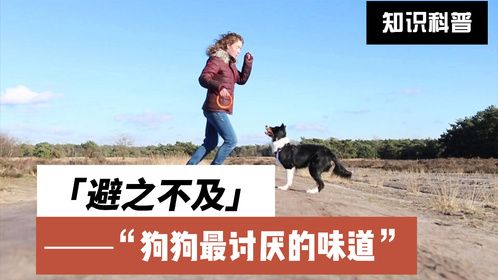 狗狗避之不及的味道，闻见就想跑