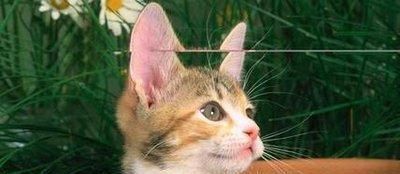 猫咪走失了如何才能找回？这些可以帮到你，铲屎官们了解一下