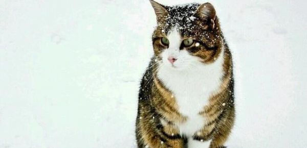 猫咪走失了如何才能找回？这些可以帮到你，铲屎官们了解一下