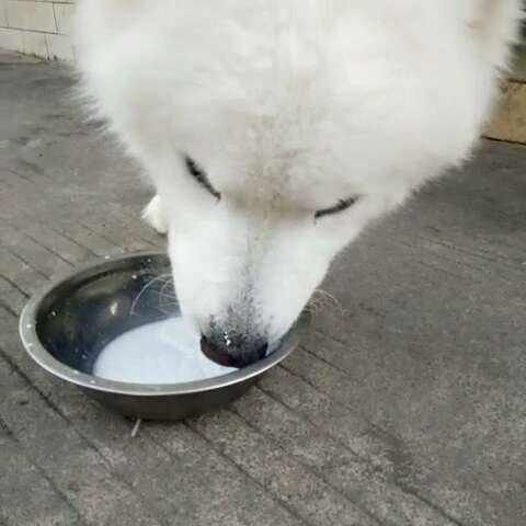 狗能吃桃子不?为什么,狗狗哪些东西不能吃,禁忌食物清单