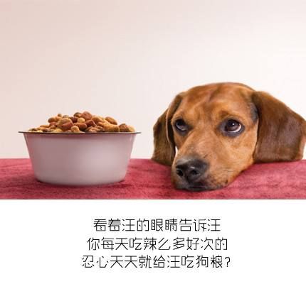 狗能吃桃子不?为什么,狗狗哪些东西不能吃,禁忌食物清单