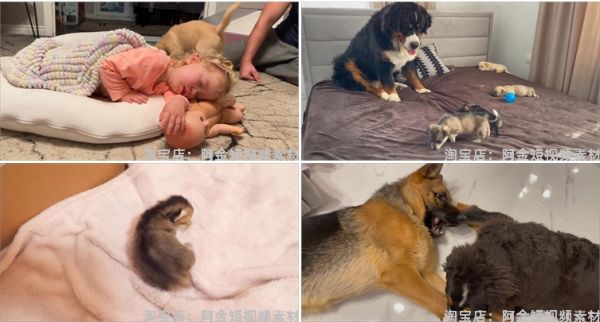 国外宠物萌宠搞笑动物猫咪狗狗抖音短视频自媒体高清实拍素材剪辑插图6