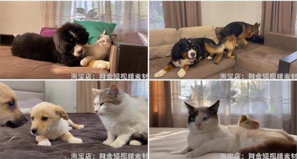 国外宠物萌宠搞笑动物猫咪狗狗抖音短视频自媒体高清实拍素材剪辑插图7