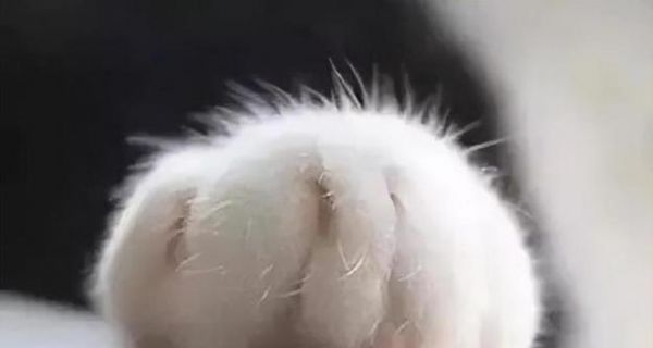 宠物猫会攻击主人吗（了解猫咪的攻击行为以及预防方法）
