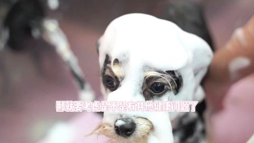 小狗口臭怎么去除？