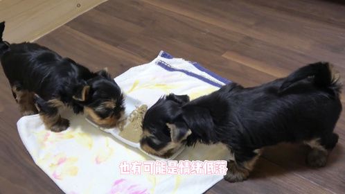 狗狗突然没食欲了，怎么办？