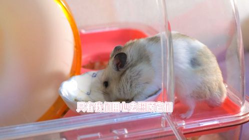 仓鼠夏天该怎么养