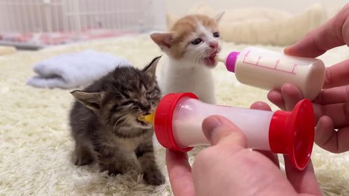 20天的小猫没有母猫怎么养