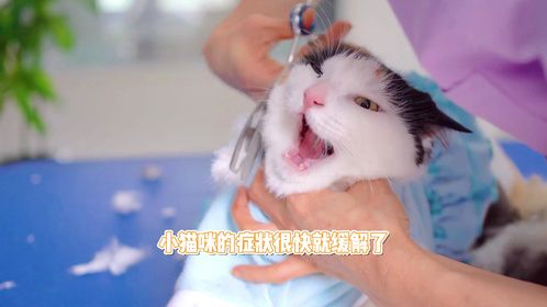 猫跳蚤怎么彻底消灭