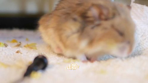 仓鼠能吃面包吗？