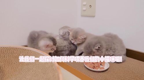 小猫一天喂几次猫粮