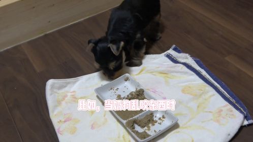 一个月的奶狗怎么驯养