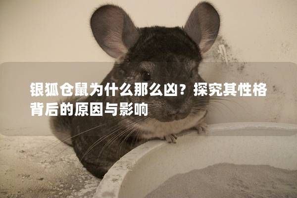 银狐仓鼠为什么那么凶？探究其性格背后的原因与影响