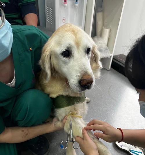 狗狗肿瘤手术价格揭秘（宠物主人必读）