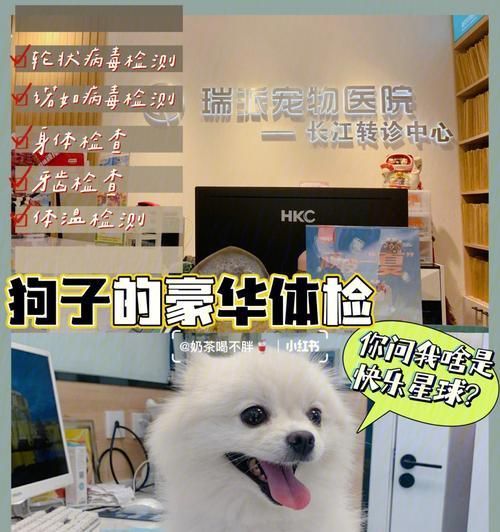 狗狗肿瘤手术价格揭秘（宠物主人必读）